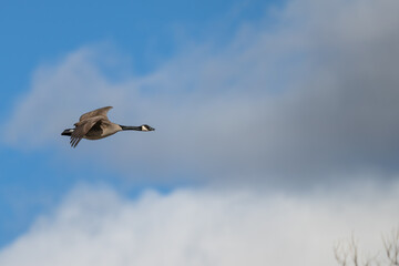 Canada geese in flight.