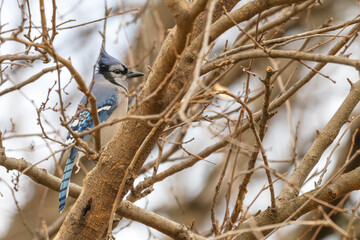 Bluejay. 