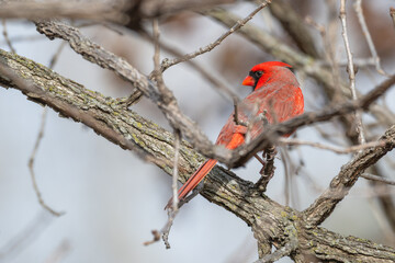 Male northern cardinal.