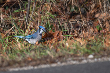 Closeup of a bluejay.