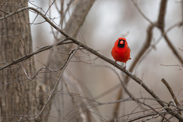 Male northern cardinal.
