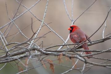 Male northern cardinal.