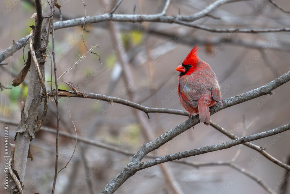 Wall mural Male northern cardinal.