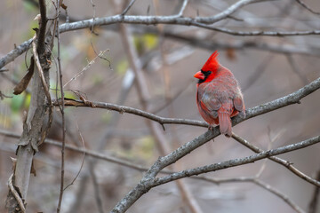 Male northern cardinal.