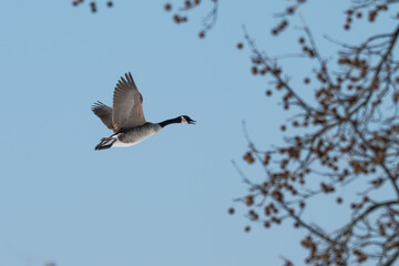 Canada geese in flight.