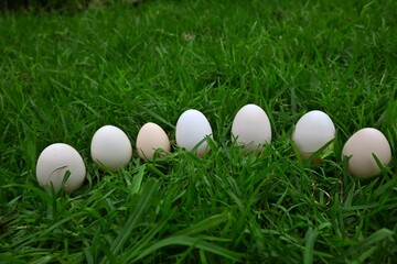 White eggs arranged in line on green grass background, healthy and organic concept