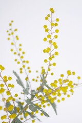 ミモザの蕾20240203