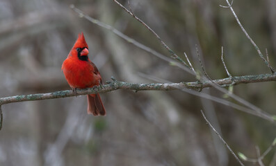 Male northern cardinal perched in a tree.