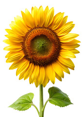 Obraz premium sunflower