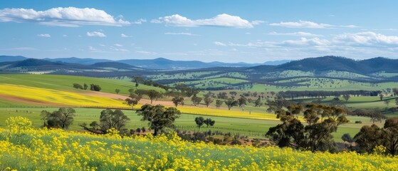canola flower fields wallpaper with amazing colors and beautiful idyllic landscape
