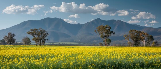 canola flower fields wallpaper with amazing colors and beautiful idyllic landscape
