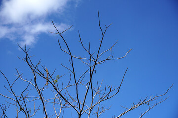 Dry tree branches against blue sky in summer.