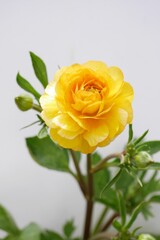 ラナンキュラスラックスの花20240206