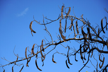Dry tree branches against blue sky in summer.