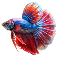 Fototapeta premium Siamese fighting fish