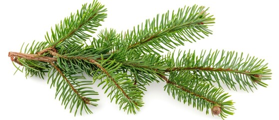 Naklejka premium evergreen pine tree branch isolated on a white background 