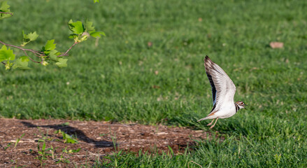 Closeup of a killdeer.