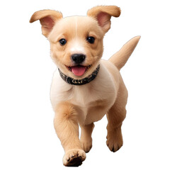 Cute Puppy on Transparent Background