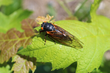 17-year cicada resting on a green leaf in bright sun at Camp Ground Road Woods in Des Plaines, Illinois
