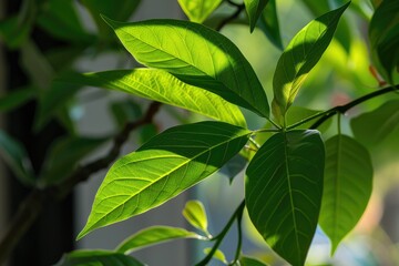 Obraz premium An image of a green leaf plant, representing freshness and life in nature.
