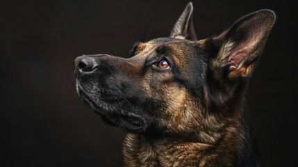 german shepherd dog portrait wallpaper with good expression and blurred neutral background