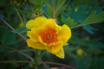Vibrant Yellow Flower with Orange Center in Garden