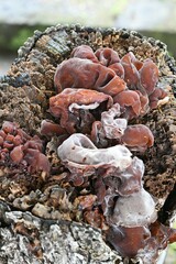 Wood ear mushroom. It grows on the stumps and dead branches of broad-leaved trees. It is mainly used as food in East Asia and is known as an ingredient in Chinese cuisine.