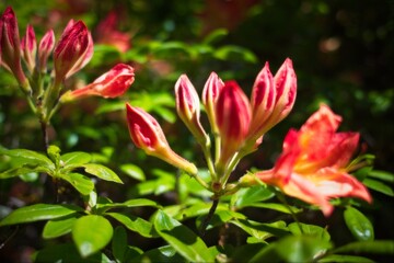 Vibrant Red and Orange Flowers in Bloom