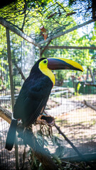 Colorful Adult Toucan in a Rescue Center Cage