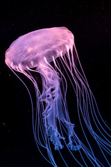 Atlantic sea nettle jellyfish swimming in a dark background.