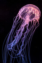 Atlantic sea nettle jellyfish swimming in a dark background.