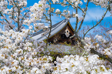 京都　仁和寺の御室桜と観音堂
