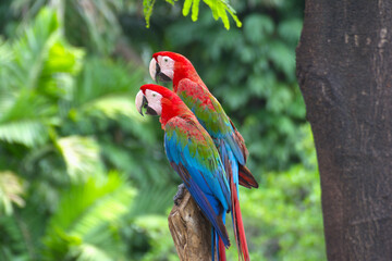 Marco parrot perched on a branch In a humid tropical forest.