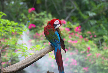red marco parrot perched on a branch In a humid tropical forest.