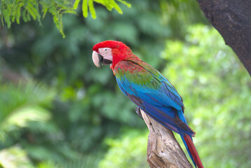 red marco parrot Perched on a branch in a rich, green forest.