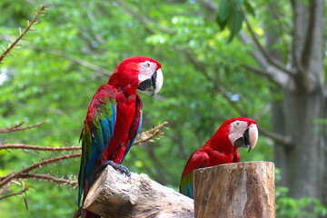 red marco parrot standing on a branch Due to the extremely hot weather