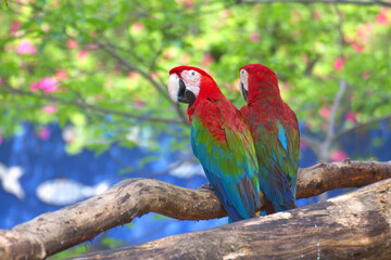 red marco parrot standing on a branch Due to the extremely hot weather.