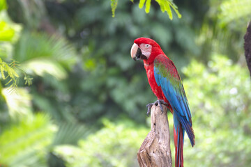 red marco parrot perched on a branch Live alone.