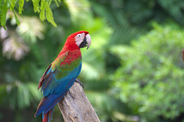 red marco parrot perched on a branch Live alone.
