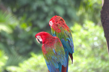 red marco parrot standing on a branch To rest under the shade of a tree.