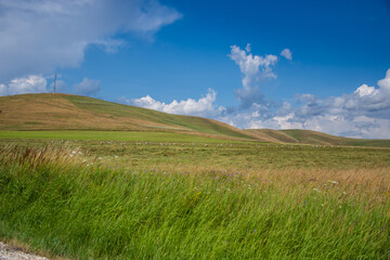 Field with storks in Bistrita, Romania, 2023