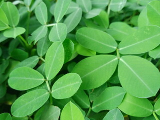 Small green leaves add to the beauty of a garden

