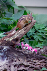 Chipmunk poses on a log and stands at the top to look out