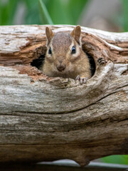 chipmunk pops out of a hollow log 