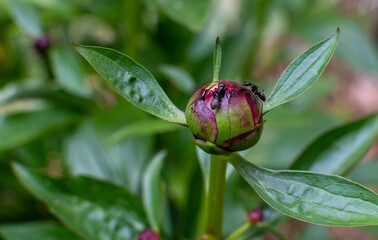 Ants on a peony bud enjoy the sweeet buds on the plant