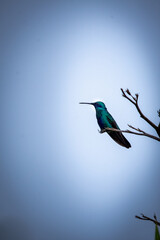 hummingbird in flight