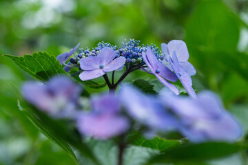 多摩川台公園の紫陽花