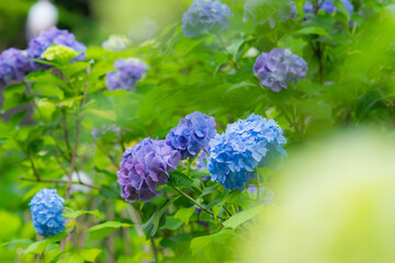 多摩川台公園の紫陽花
