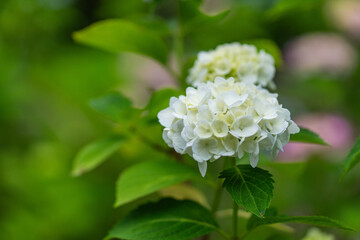 多摩川台公園の紫陽花