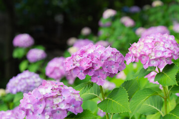多摩川台公園の紫陽花